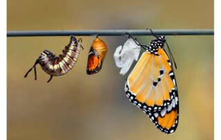Butterfly transformation showing the process of change, symbolizing growth, renewal, and spiritual evolution