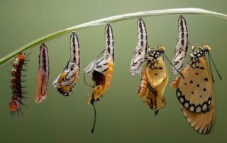 Stages of a butterfly emerging from a chrysalis, symbolizing global spiritual awakening during the coronavirus pandemic