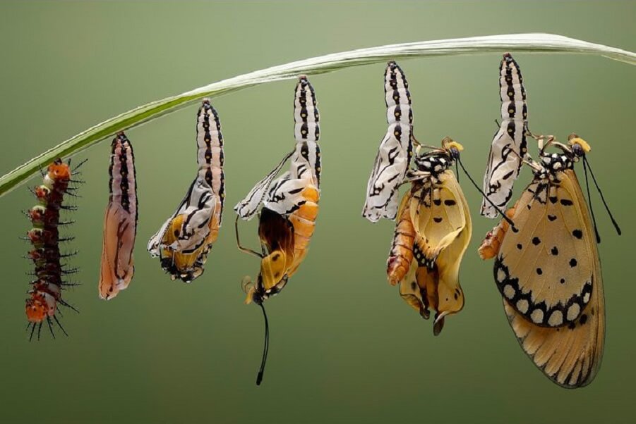 Stages of a butterfly emerging from a chrysalis, symbolizing global spiritual awakening during the coronavirus pandemic