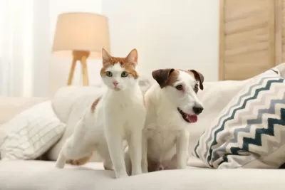 A calm cat and dog sitting together on a living room couch, visually supporting a Feng Shui pet reading service for pet environments and wellness