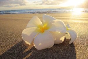 White plumeria flower on Hawaiian beach symbolizing Ho’oponopono healing and forgiveness