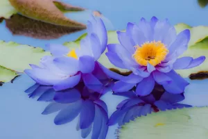 Blue lotus flowers on water representing Huna healing, energy balance, and Hawaiian shamanic energy practices.
