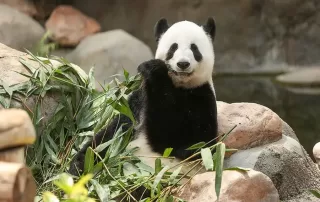 Giant panda sitting peacefully among bamboo during global quieting