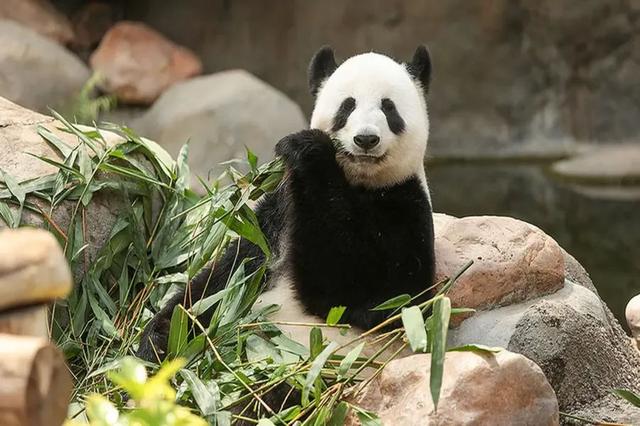 Giant panda sitting peacefully among bamboo during global quieting