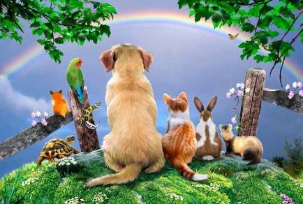Seeing a rainbow after a pet dies is proof rainbow bridge