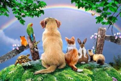 Rainbow Bridge – Proof of Pets in the Afterlife | Psychic Lilly Rainbow Bridge with pets looking into the afterlife