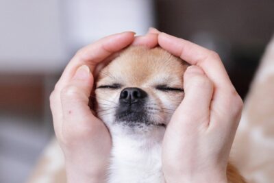 Animal Reiki Healing – Energy Therapy for Pets by Psychic Lilly Small dog receiving gentle Reiki energy healing while resting calmly in caring hands.