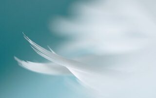 White feather on soft blue background symbolizing angelic signs and synchronicities