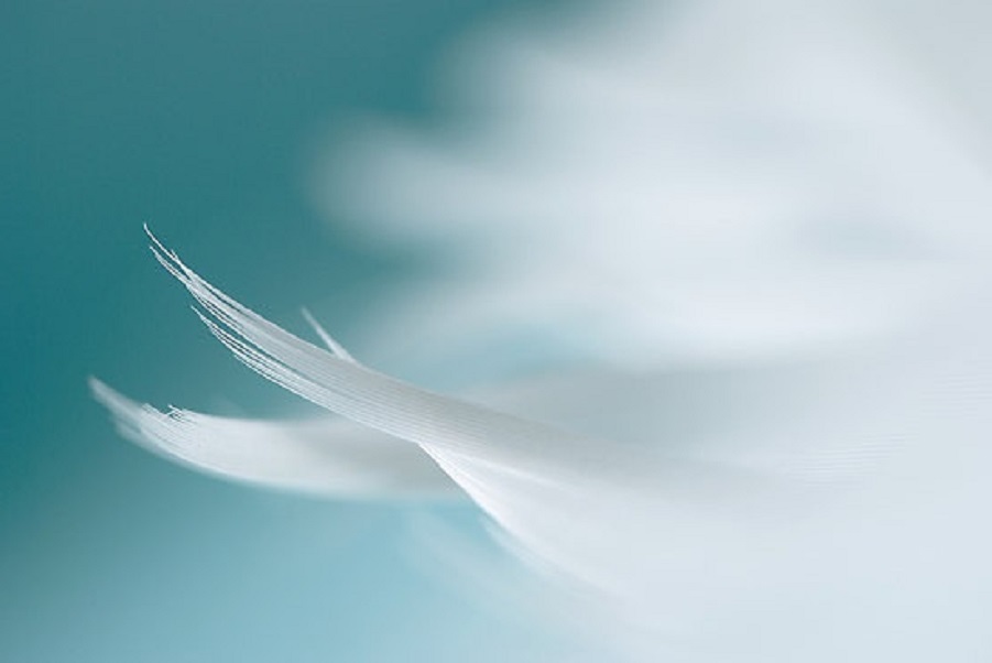 White feather on soft blue background symbolizing angelic signs and synchronicities