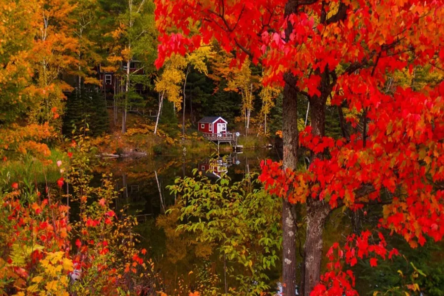 Fall Psychic Reading Cabin in Michigan Woods